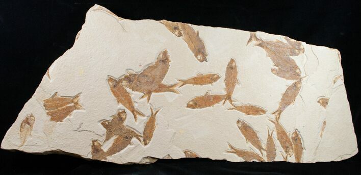 Fossil Fish Mass Mortality Plate - x #10874